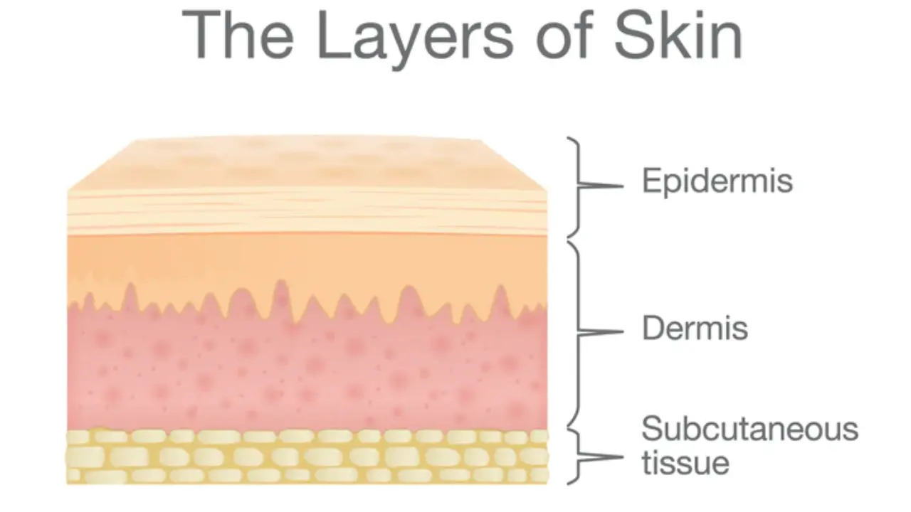 The Layers of Your Skin